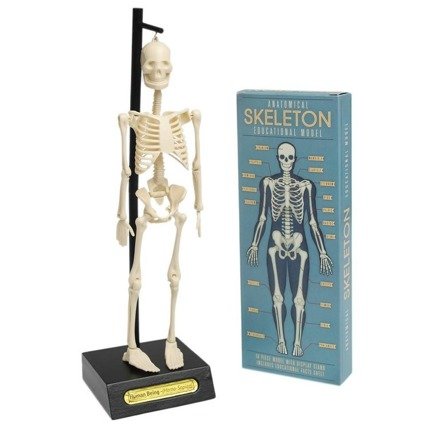 Model szkieletu człowieka, Rex London, OUTLET