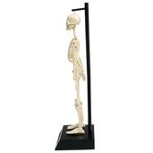Model szkieletu człowieka, Rex London